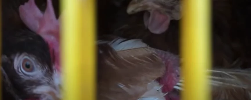 Hens being transported to slaughter